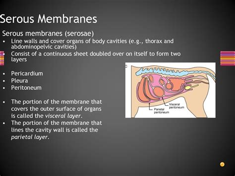 Serous Membrane Histology