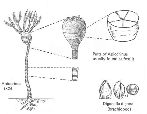 Crinoid Diagram