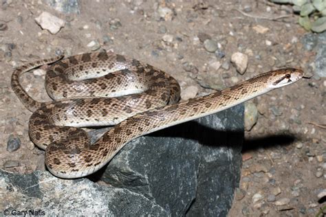 California Glossy Snake - Arizona elegans occidentalis