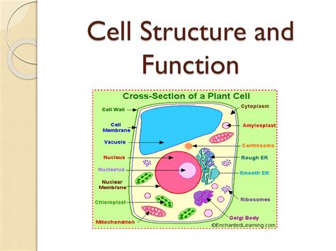 Cell Structure and Function