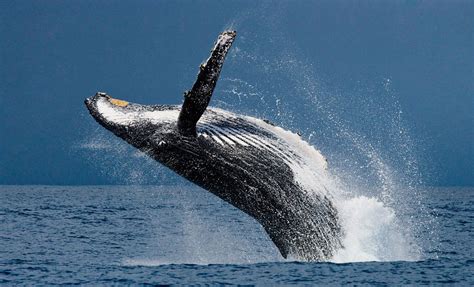 7 Types of Whales Swimming in Maui Waters (And the Best Time to See Each) - A-Z Animals