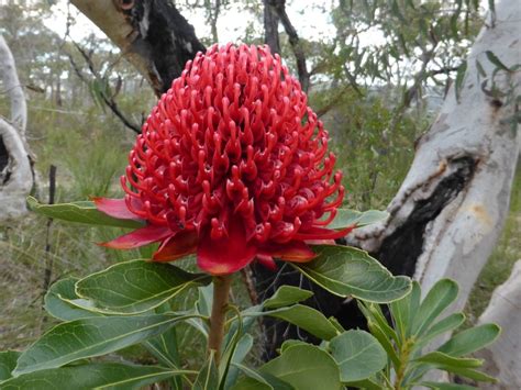 A waratah, the state floral emblem of New South Wales, Telopea ...