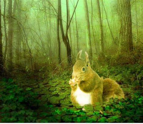 Squirrel in the forest. | created for Challenge#2 original p… | Flickr