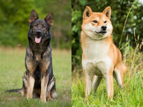 Shiba Inu German Shepherd Mix: All You Need to Know - Allgshepherds