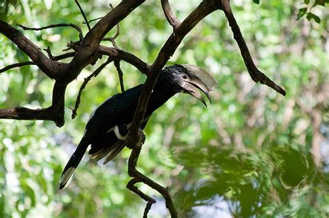 Kilimanjaro Wildlife - The Animals Of Mount Kilimanjaro