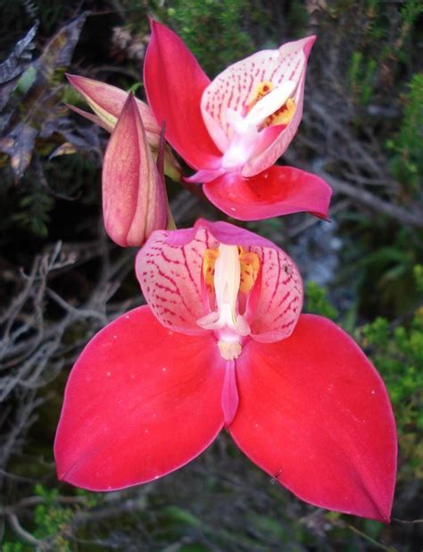 PlantFiles Pictures: Species Orchid, Disa, Pride of Table Mountain, Red Disa, Single Flowered ...