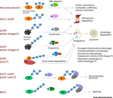 The Ubiquitin Code in the Ubiquitin-Proteasome System and Autophagy ...