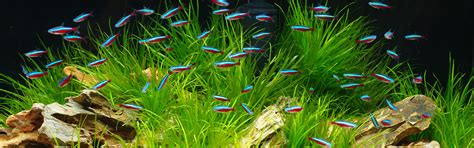 Aquarium Neon: vissen, planten, alles voor uw aquarium