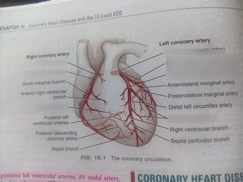 Coronary circulation Diagram | Quizlet