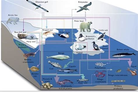 Arctic Biodiversity | Polar Bears International