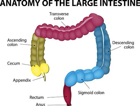 Large Intestine Clip Art