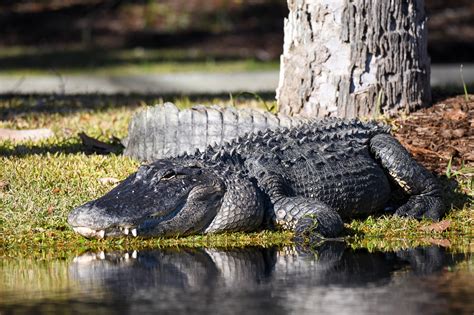 American Alligator | South Carolina Partners in Amphibian and Reptile Conservation