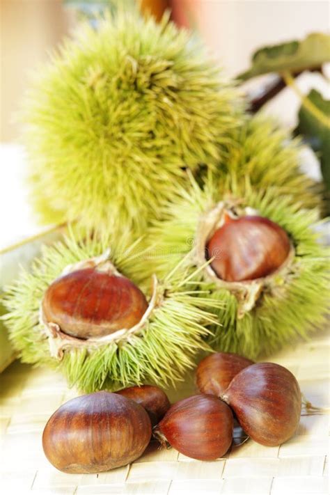 Sweet chestnuts stock photo. Image of colour, shot, chestnut - 27308964