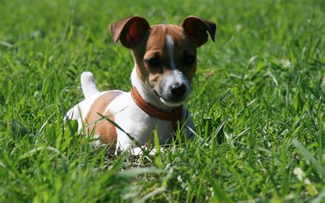 🔥 [80+] Jack Russell Terrier Wallpapers | WallpaperSafari