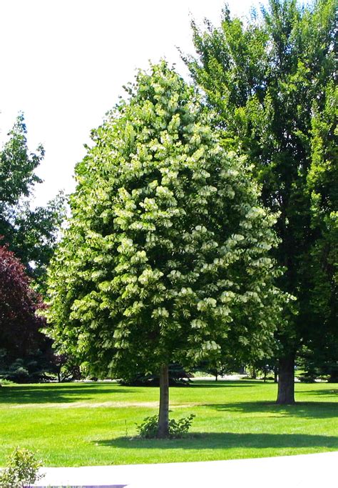 Sterling Silver Linden — Affordable Trees