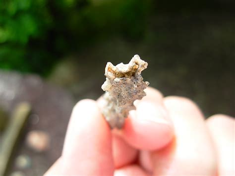 Fulgurite - Spirit Rock Shop