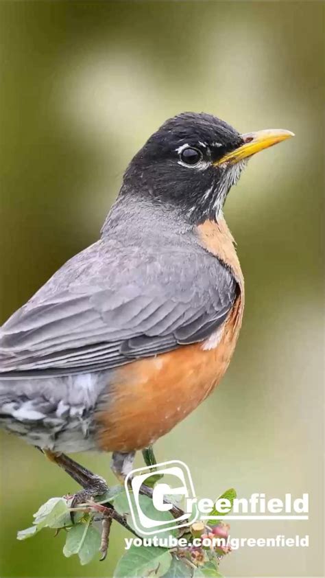 American robin bird sound bird song bird call bird calling chirps american robin chirping – Artofit