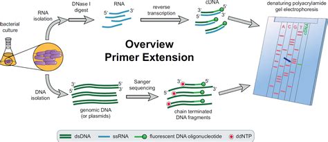 Fluorescence Based Primer Extension Technique to Determine Transcriptional Starting Points and ...