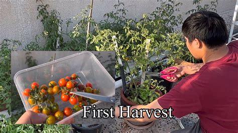 First Harvest our Home grown Cherry Tomato 😋🥰🇦🇪 - YouTube