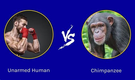 Could an Unarmed Human Beat a Chimpanzee?