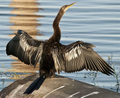 i heart florida birds: Cormorants & Anhingas