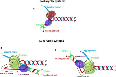 Dna Replication Helicase