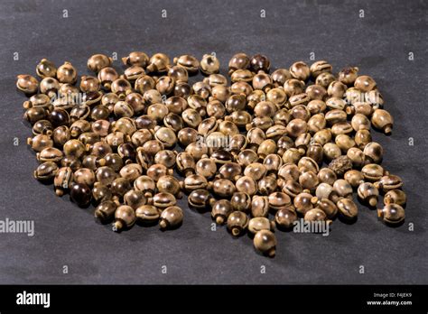 eggs of Stick Insect, Extatosoma tiaratum, giant insect, Australia, in front of white background ...