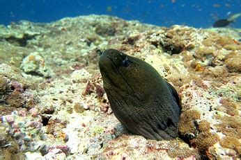 Green Moray Eel Habitat: Lesson for Kids | Study.com