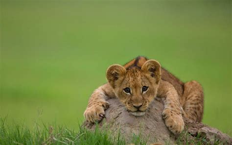 Lion Cubs Wallpaper