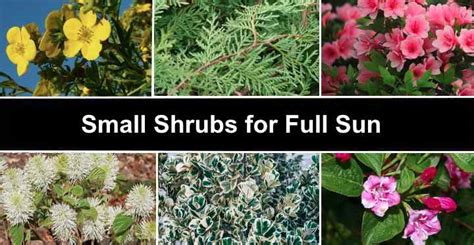 22 Small Shrubs For Full Sun (With Pictures) - Identification Guide