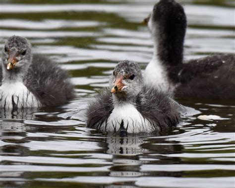 Coots chicks are called cooties😂 | Scouserock | Flickr