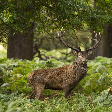 forest stag - Google Search | Animals, Forest animals, Animal wild