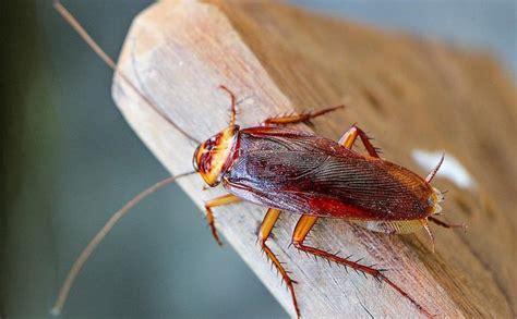 Cockroaches Extermination – Calgary Pest Control