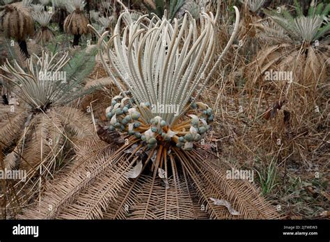 Cycads growing in Litchfield National Park close up view with seeds Stock Photo - Alamy