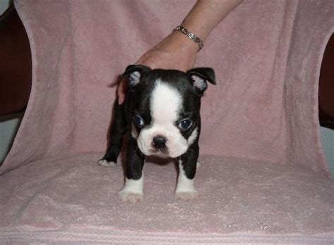 Cute AKC Boston Terrier Puppy for Adoption for Sale in Independence, Missouri Classified ...