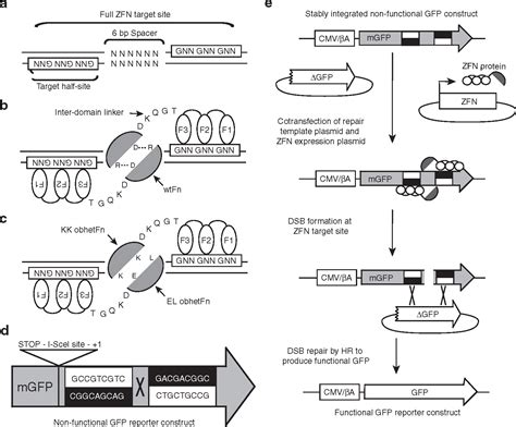 Expanding the Repertoire of Target Sites for Zinc Finger Nuclease ...