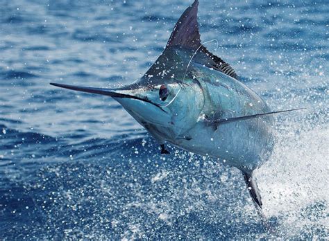 Costa Rica Fishing Species - Pacific Blue Marlin – FECOP -The Sport ...