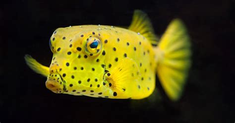 Saltwater Aquarium Fish Species Profile: Boxfish