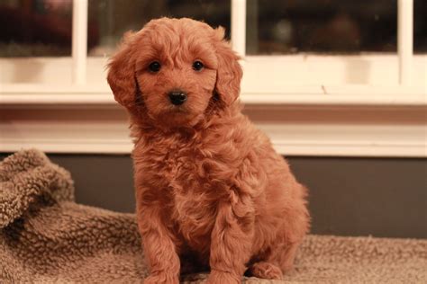 Red Goldendoodle puppy at 7 weeks old. Adopted from River Valley ...