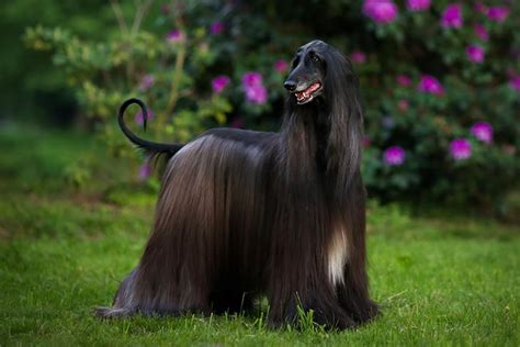 Top 25 Rarest and Most Expensive Dog Breeds - Page 7 of 25 - Inpic.net