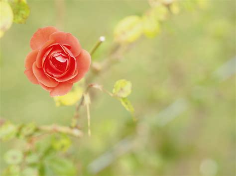 2160x1440 resolution | selective photography of pink rose flower HD wallpaper | Wallpaper Flare