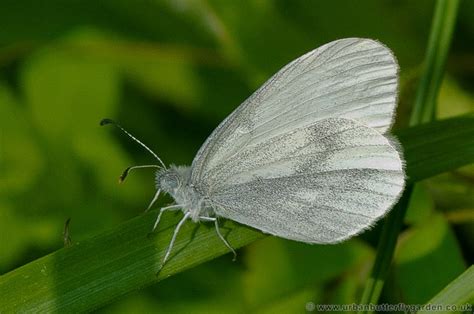 Wood White Butterfly (Leptidea sinapis) | Urban Butterfly Garden