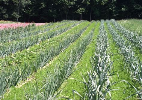 Intercropping | 10 Types, Advantages and Disadvantages - Farm Practices