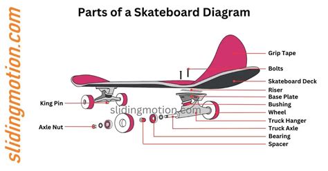 Skateboard Parts: Names, Functions & How to Duild Dream Board