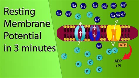 Resting Membrane Potential | NCERT Class 11-Neural control and coordination | NEET Biology ...