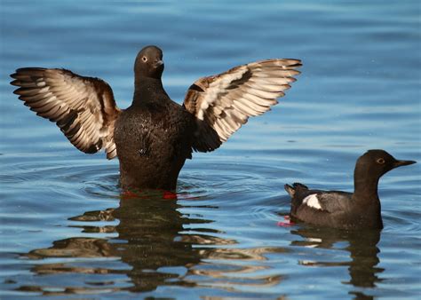 Pigeon Guillemot | Audubon Field Guide