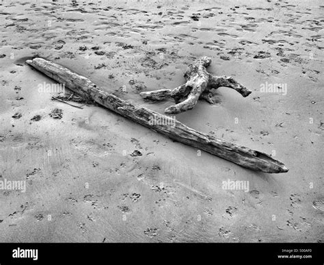 Driftwood on a beach Stock Photo - Alamy