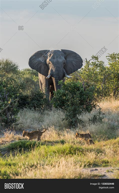 Two Lion Cubs Running Image & Photo (Free Trial) | Bigstock