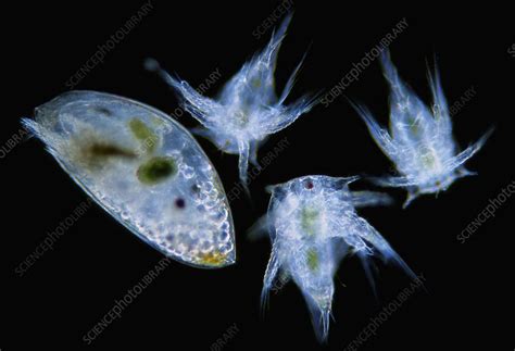 Barnacle larvae - Stock Image - C012/5913 - Science Photo Library