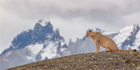 PUMA TRACKING TORRES DEL PAINE - Ecochile - Tailor-made tours